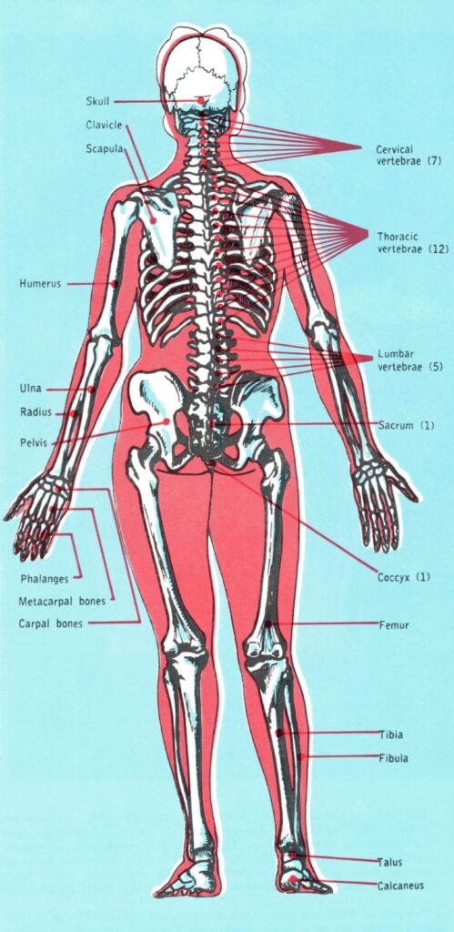 Anatomy: Definition, Types and Scope | Complete Nursing Notes 1 WhatsApp Image 2026 01 29 at 4.30.35 PM