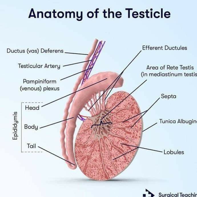 d83ee8e5487ff44dcc924e11699096d4378528844446993299